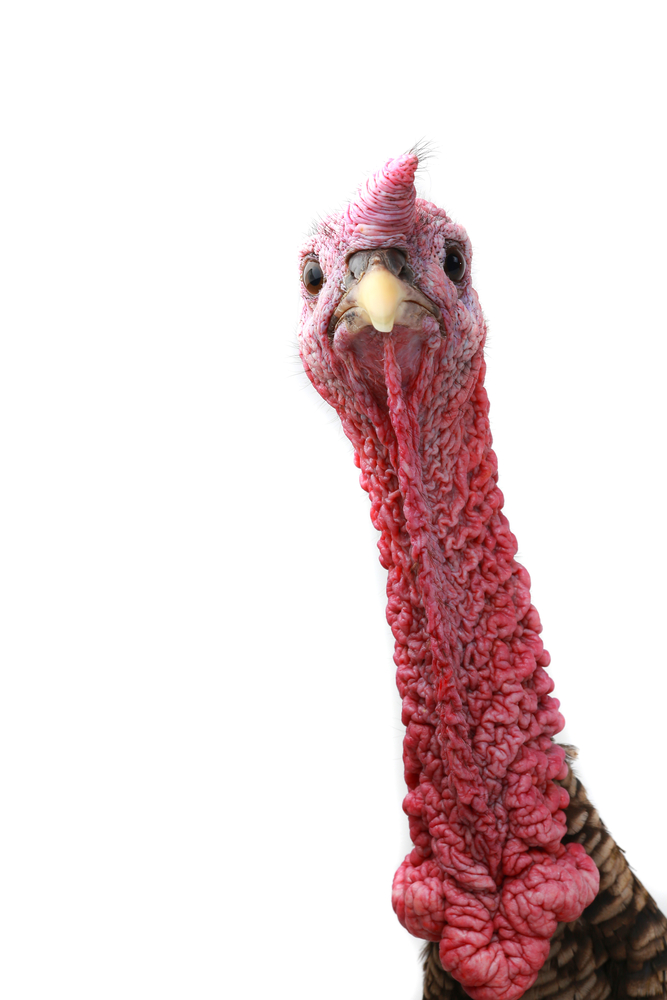 turkey_head